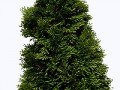 fir_tree_PNG3688