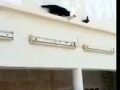 Pigeon outsmarts a cat