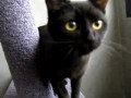 Котенок и голубь