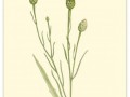 Botanica157