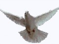 65410184_65346621_1287167644_40338491_paloma2