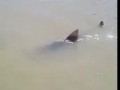 A Frenzy of Sharks in St Francis Bay, South Africa