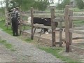Страусиные танцы