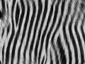 Animal%20fur%20textures%2003[1]