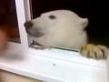 Северный гость
