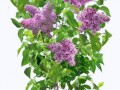 pngwing.com (54)