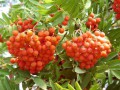67332780_ryabina