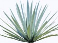 agave