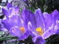 clock crocuses00020