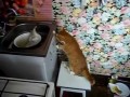 Кот и рыба