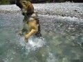Собака - закамняминыряка