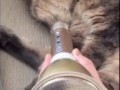 Караоке кот