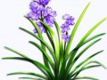 flowers_1_by_roula33-d4xy06e