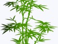 bamboo-309512_960_720