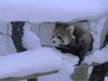 gifs_07firefox