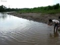 Кормление крокодила с рук