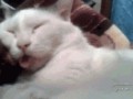 котик спит