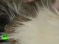 В Тюмени домашняя кошка заменила брошенной обезьянке маму