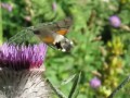 Hummingbird Hawk-moth