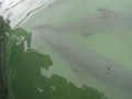 ***ORIGINAL*** KID vs. GIANT TARPON - Giant Tarpon almost steals kids jacket!