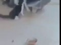 цыц