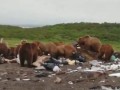 Сахалин ,медведи на помойке