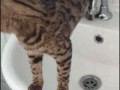 XD7b9Y6aQqmLnIWkT8Jb_Cat20Falling20Sink