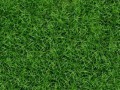 grass_013