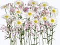 _2_yapfiles.ru (1)