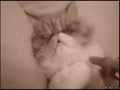 gifs_151