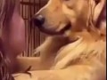 ретривер