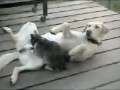Кот - Массажист