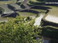 Рисовые террасы в Карацу. Япония