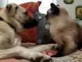 Кот - боксер