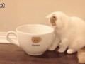 tumblr_np2b012JX31t95h1uo1_400
