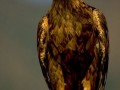 golden-eagle