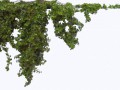 Ivy0062_8_L