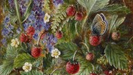 LUCAS Albert Durer Картина Wild Strawberries And A Butterfly