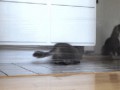 when_pets_play_06