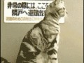 стоячий кот