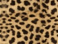 29865240_24969170_9993509_5192072_furs2361