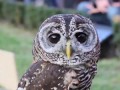 Lovely Owl
