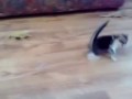 Котенок испугался