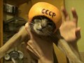 Котокосмонавт