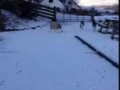 Pet the lamb that thinks it's a dog!