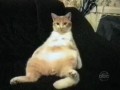 Gatos malucos!