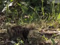 Собака дружит с котёнком-инвалидом
