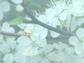 four seasons00014