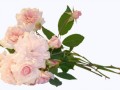 3__arnusha