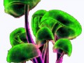 animated_mushroom